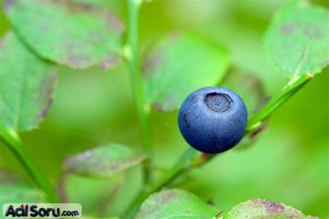 blue berry nedir